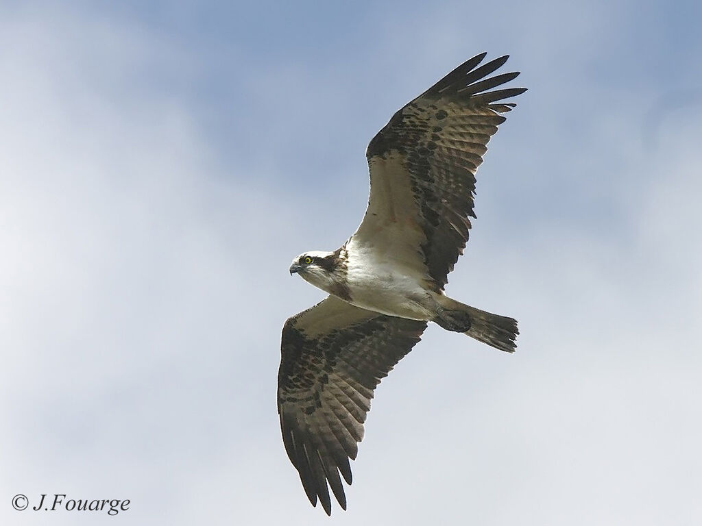 Western Osprey