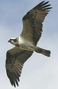 Western Osprey