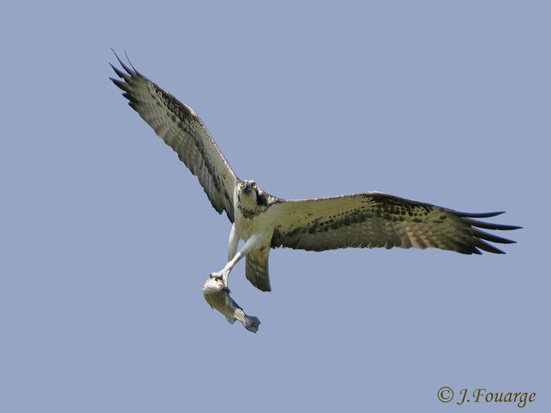 Western Osprey, feeding habits