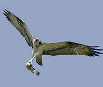 Western Osprey