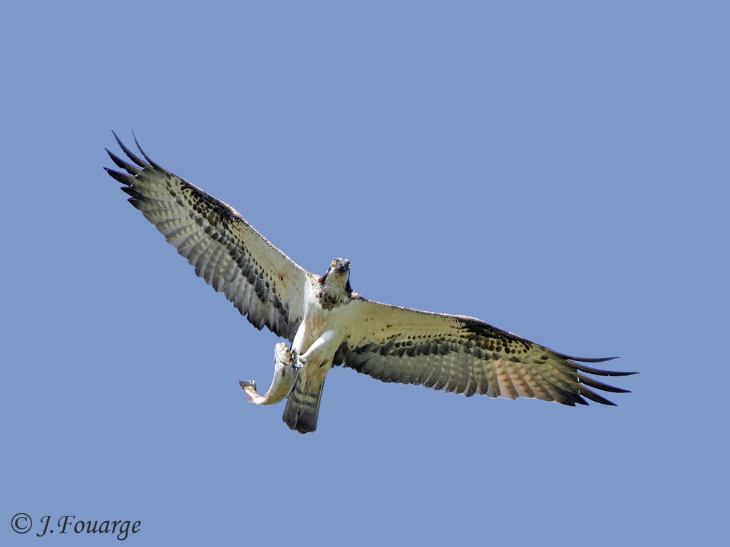 Western Osprey, feeding habits