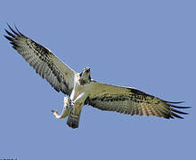 Western Osprey