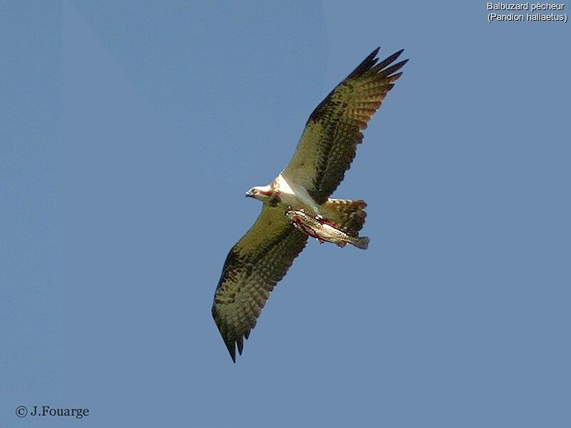 Balbuzard pêcheur