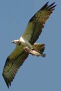 Western Osprey