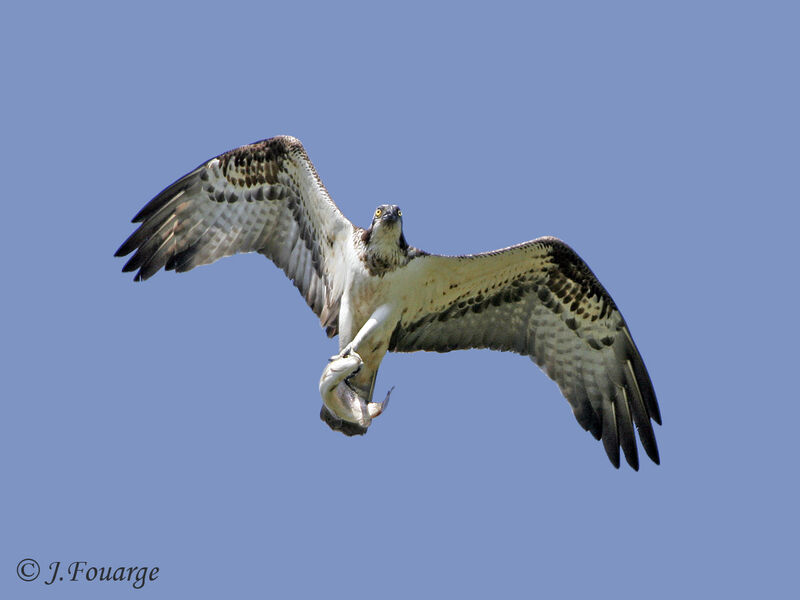 Osprey, Flight, feeding habits