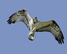 Western Osprey