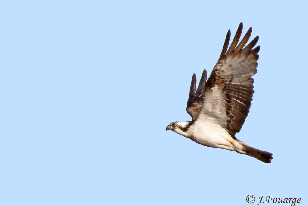 Ospreyadult, Flight