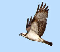 Western Osprey