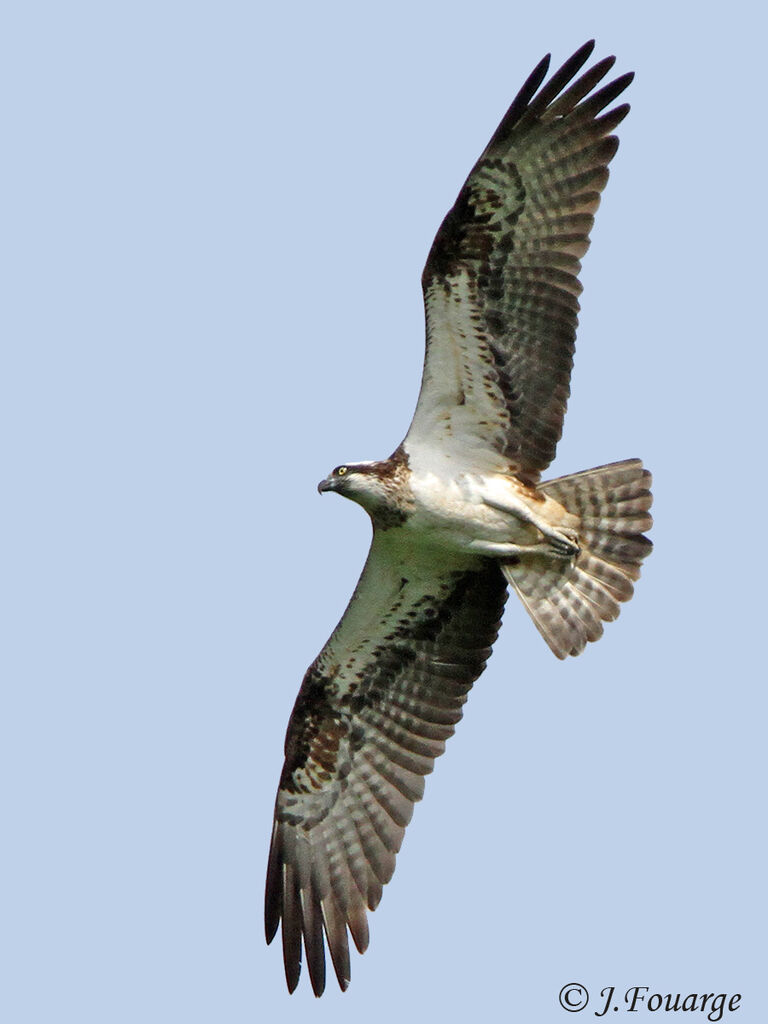 Western Osprey, Flight