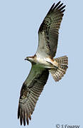 Western Osprey