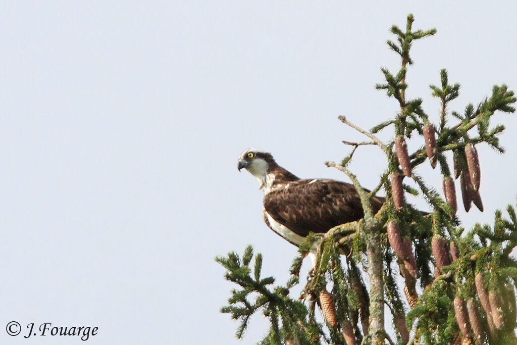 Balbuzard pêcheuradulte, identification, Comportement