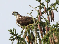 Western Osprey