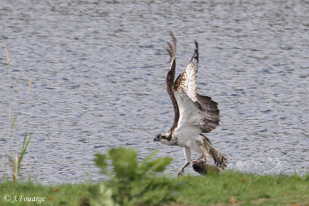 Balbuzard pêcheur, identification, régime, Comportement