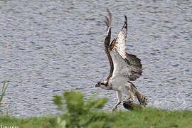 Balbuzard pêcheur