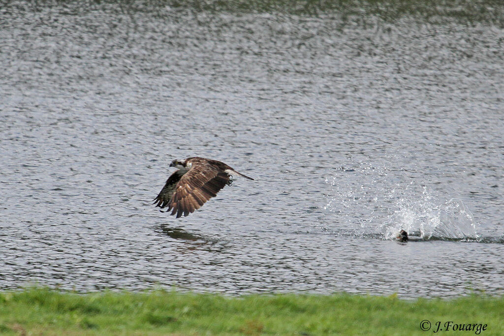 Western Osprey