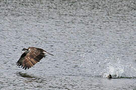 Osprey