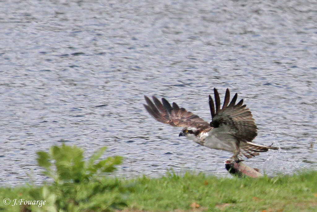 Balbuzard pêcheur