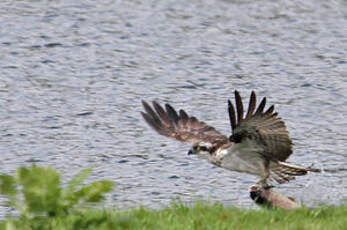 Balbuzard pêcheur