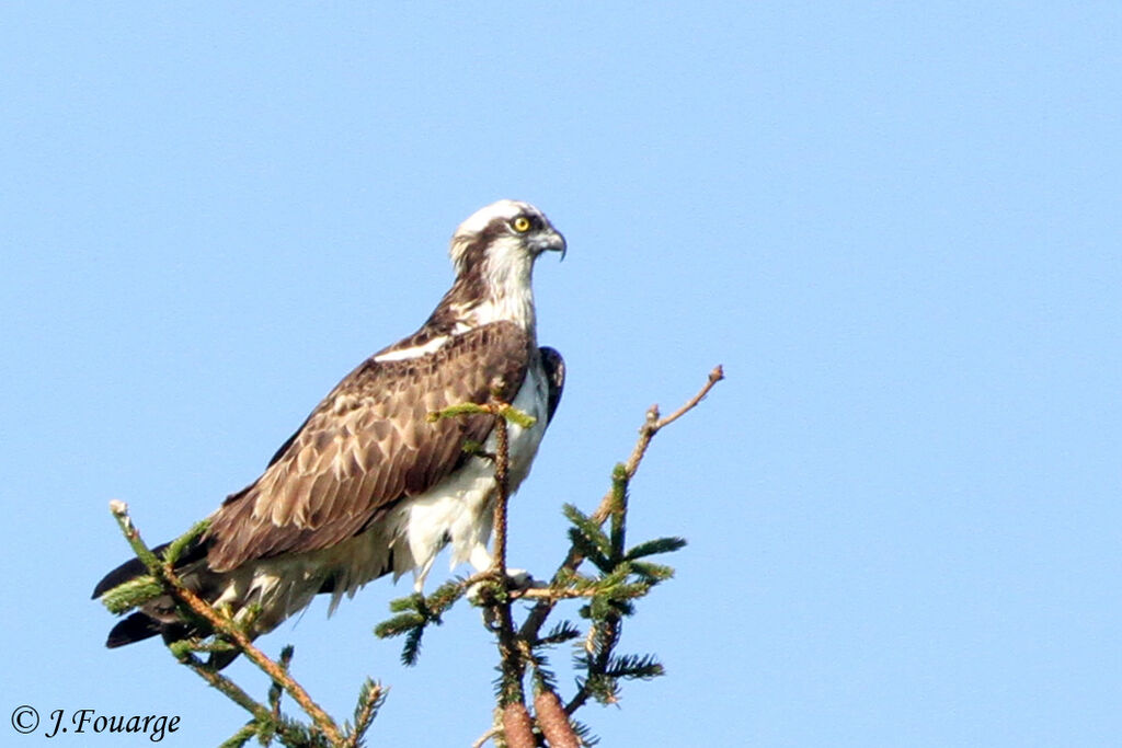 Balbuzard pêcheuradulte, identification