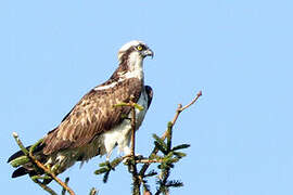 Osprey