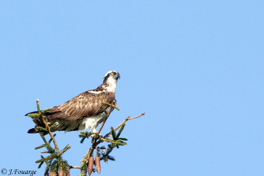 Western Osprey, identification