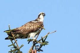 Osprey