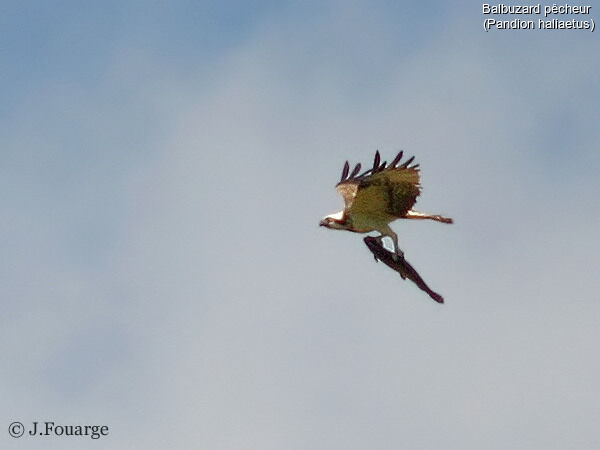 Western Osprey