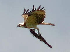 Western Osprey