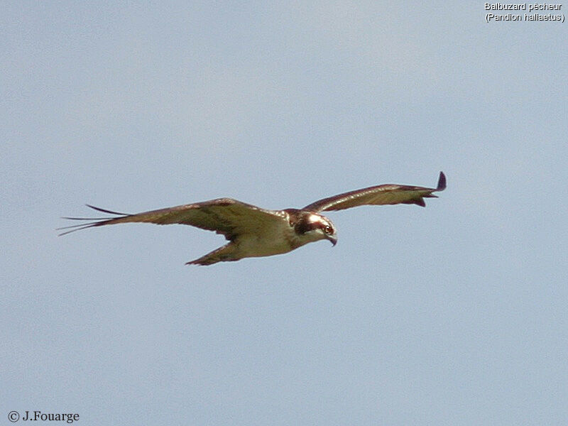 Western Osprey