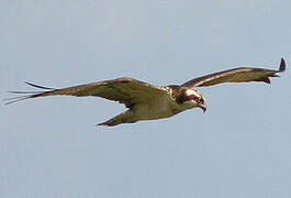 Western Osprey