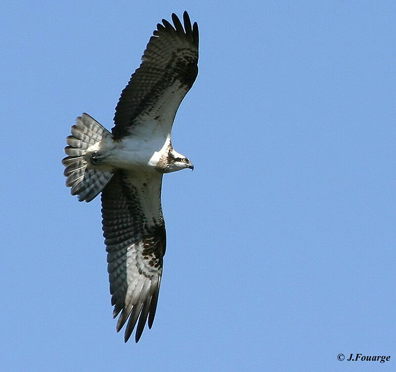 Western Osprey