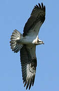 Western Osprey