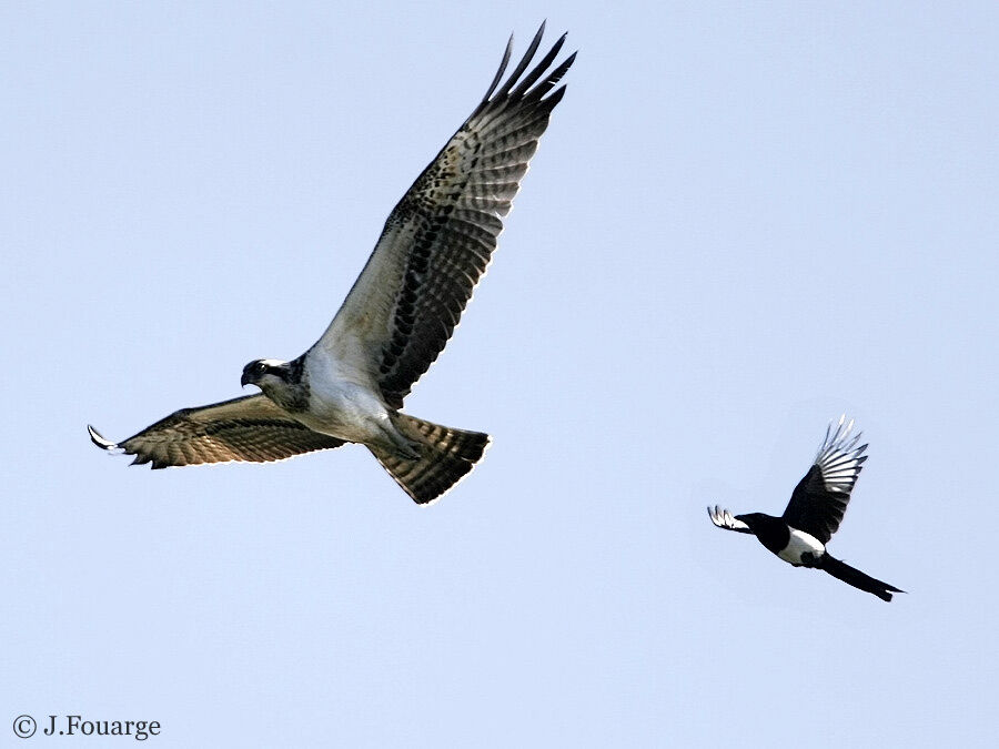 Western Osprey