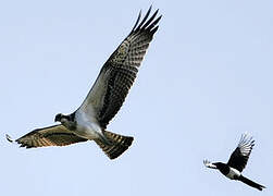 Western Osprey