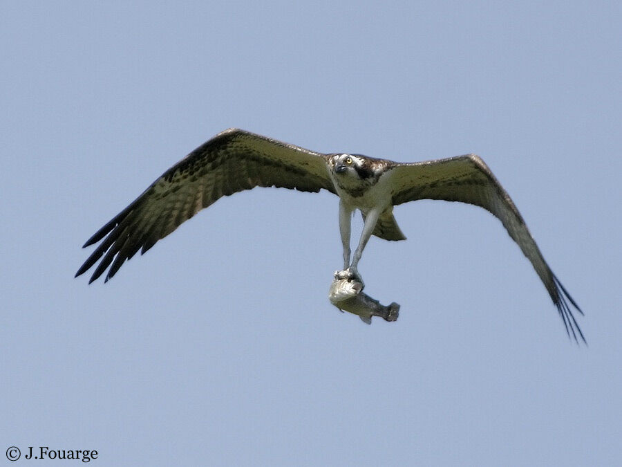 Balbuzard pêcheur