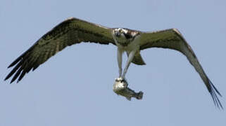 Western Osprey