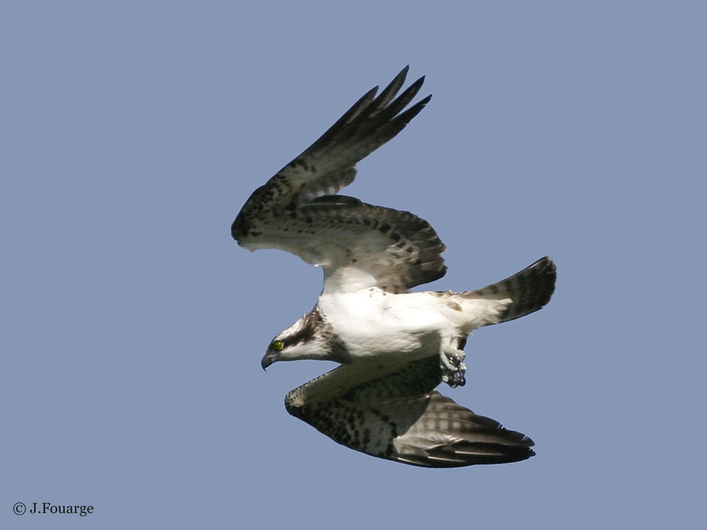 Western Osprey