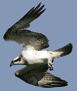 Western Osprey