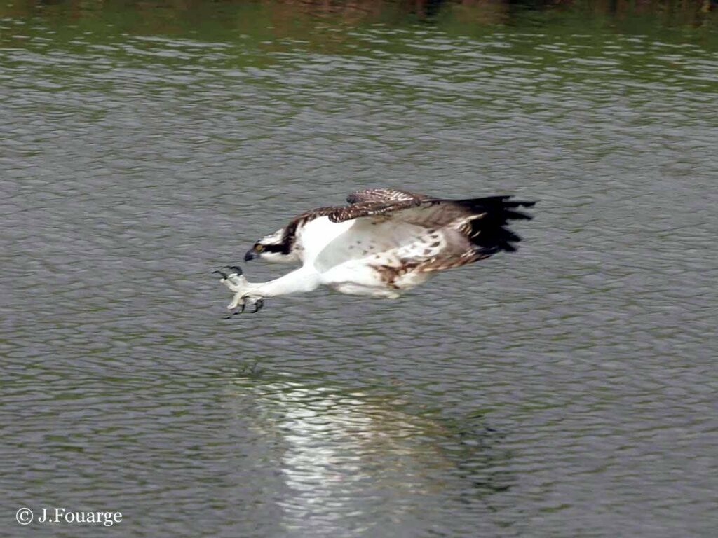 Western Osprey