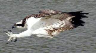 Western Osprey