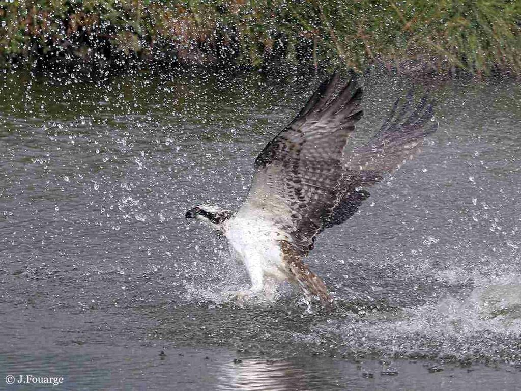 Balbuzard pêcheur