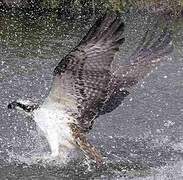 Western Osprey