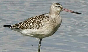 Bar-tailed Godwit