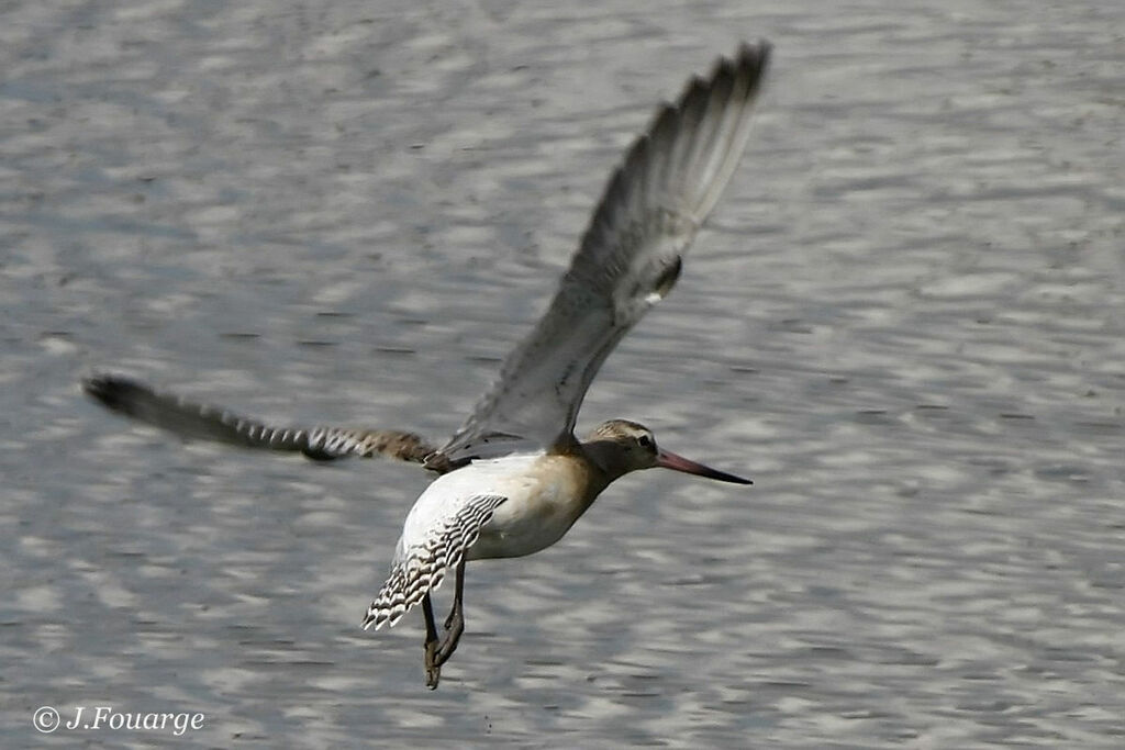 Bar-tailed Godwit