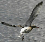 Bar-tailed Godwit