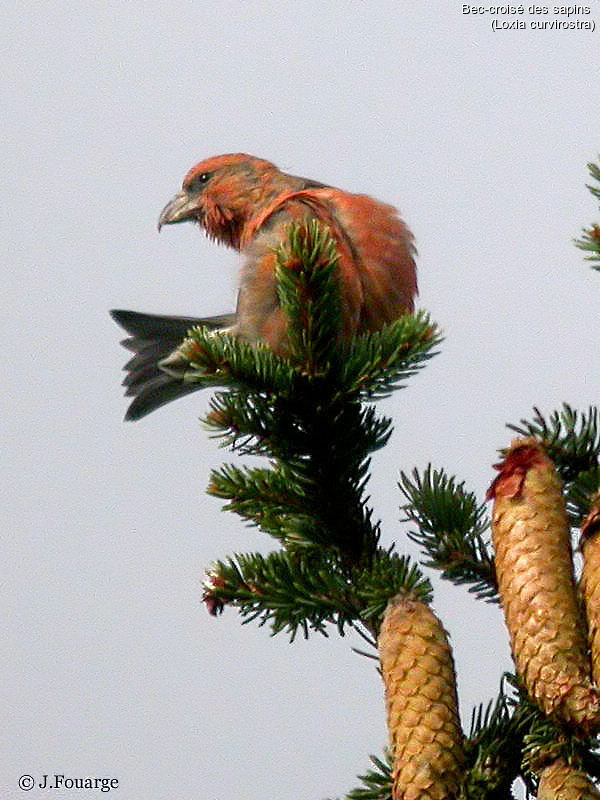 Bec-croisé des sapins