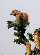 Bec-croisé des sapins