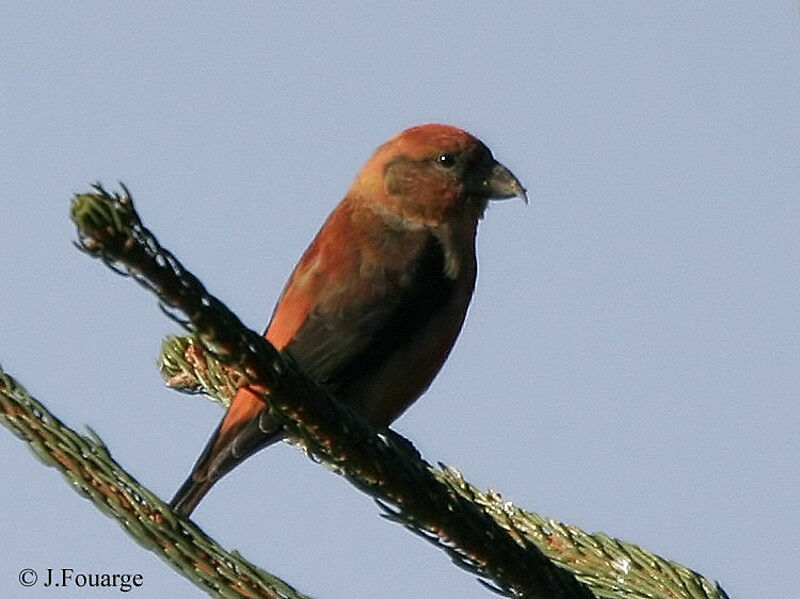 Red Crossbill