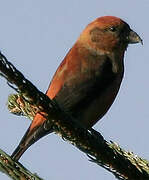 Red Crossbill