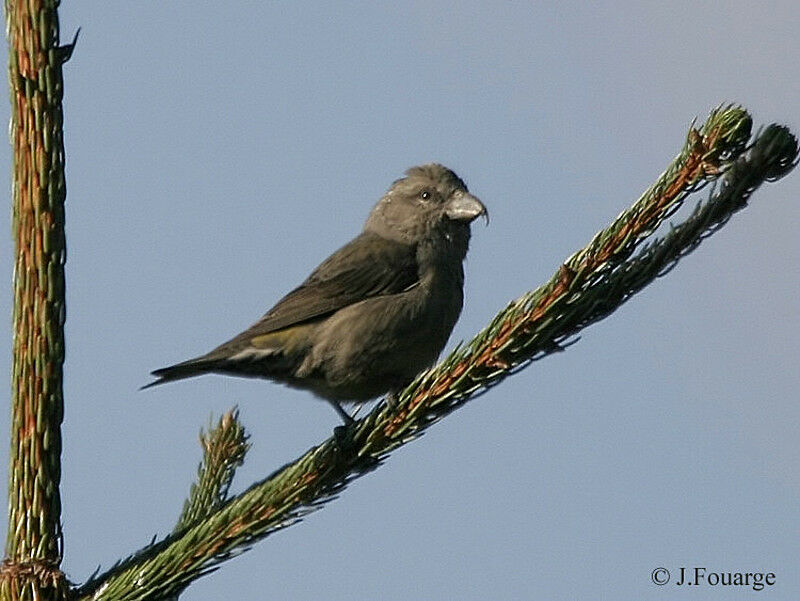 Red Crossbill